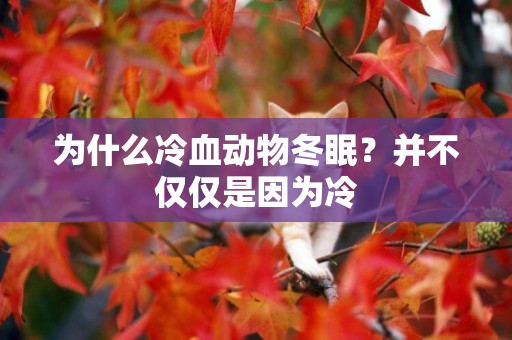 為什么冷血動物冬眠？并不僅僅是因為冷