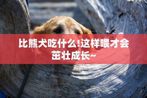 比熊犬吃什么!這樣喂才會茁壯成長~