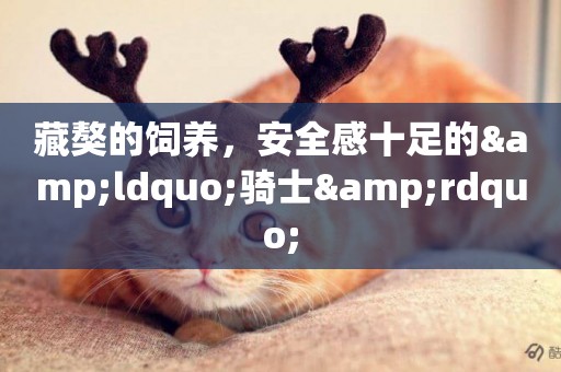 藏獒的飼養，安全感十足的&ldquo;騎士&rdquo;
