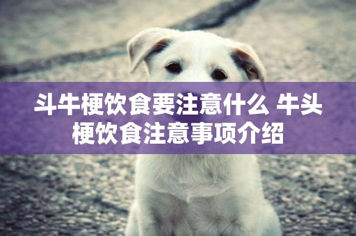 斗牛梗飲食要注意什么 牛頭梗飲食注意事項介紹