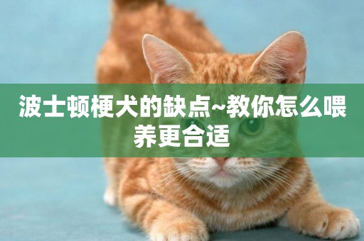 波士頓梗犬的缺點~教你怎么喂養更合適