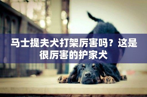 馬士提夫犬打架厲害嗎？這是很厲害的護家犬