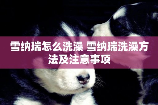 雪納瑞怎么洗澡 雪納瑞洗澡方法及注意事項