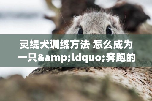 靈緹犬訓練方法 怎么成為一只&ldquo;奔跑的汪&rdquo;