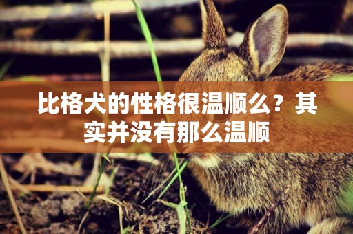 比格犬的性格很溫順么？其實并沒有那么溫順