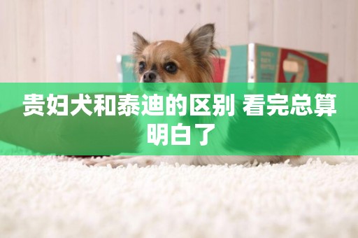 貴婦犬和泰迪的區別 看完總算明白了