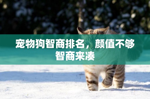 寵物狗智商排名，顏值不夠智商來湊