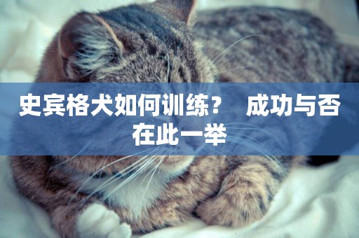 史賓格犬如何訓練？  成功與否在此一舉