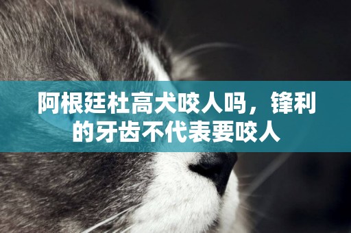 阿根廷杜高犬咬人嗎，鋒利的牙齒不代表要咬人