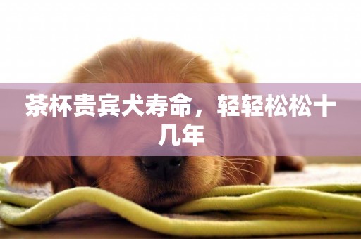 茶杯貴賓犬壽命，輕輕松松十幾年