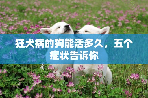 狂犬病的狗能活多久，五個癥狀告訴你