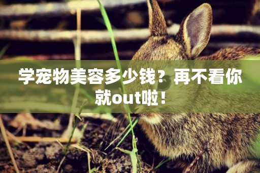 學寵物美容多少錢？再不看你就out啦！