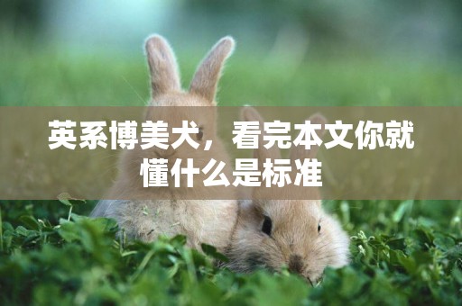 英系博美犬，看完本文你就懂什么是標準