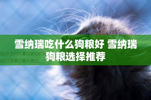 雪納瑞吃什么狗糧好 雪納瑞狗糧選擇推薦