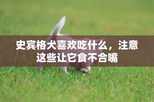 史賓格犬喜歡吃什么，注意這些讓它食不合嘴