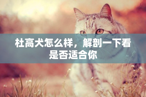 杜高犬怎么樣，解剖一下看是否適合你