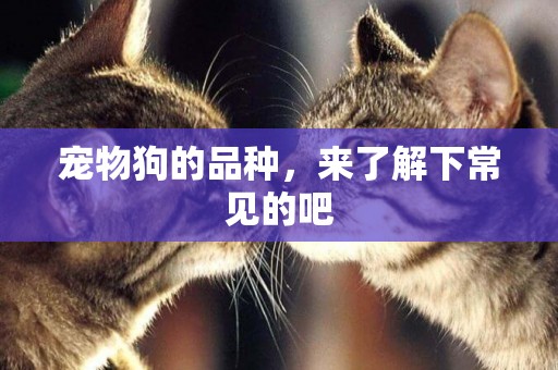 寵物狗的品種，來了解下常見的吧
