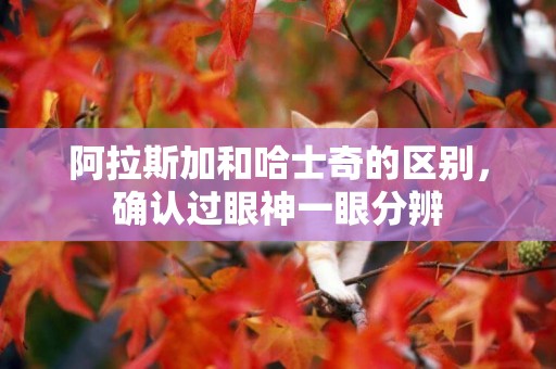 阿拉斯加和哈士奇的區別，確認過眼神一眼分辨