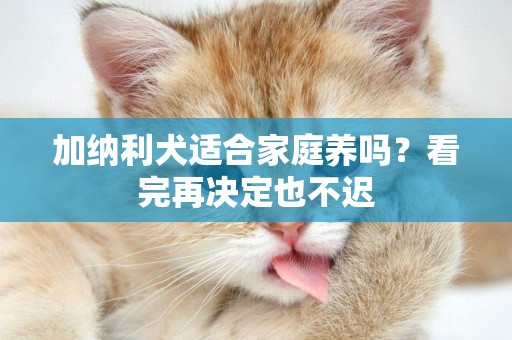 加納利犬適合家庭養嗎？看完再決定也不遲