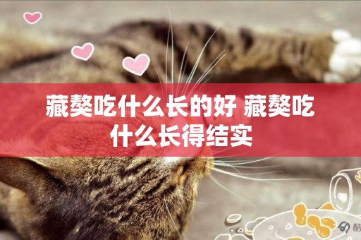 藏獒吃什么長的好 藏獒吃什么長得結實
