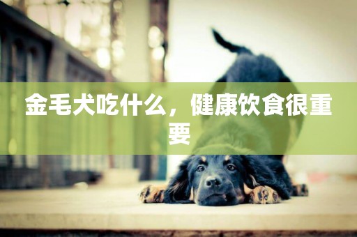 金毛犬吃什么，健康飲食很重要