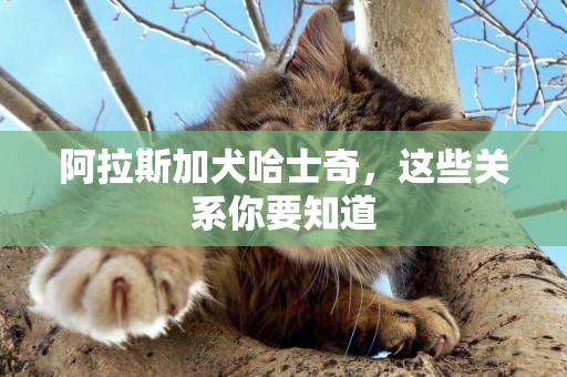 阿拉斯加犬哈士奇，這些關系你要知道