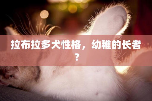 拉布拉多犬性格，幼稚的長者？
