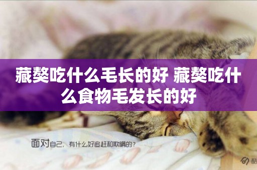 藏獒吃什么毛長的好 藏獒吃什么食物毛發長的好