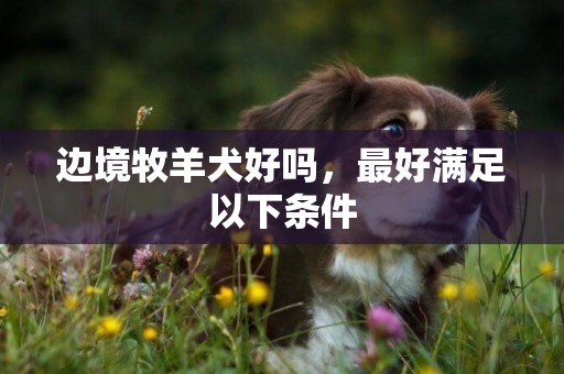 邊境牧羊犬好嗎，最好滿足以下條件