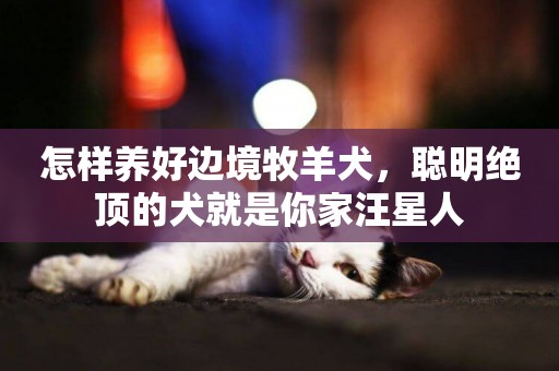 怎樣養好邊境牧羊犬，聰明絕頂的犬就是你家汪星人