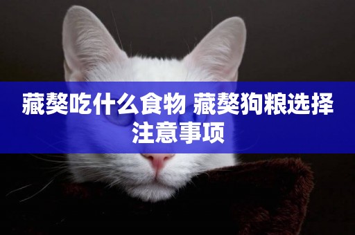 藏獒吃什么食物 藏獒狗糧選擇注意事項