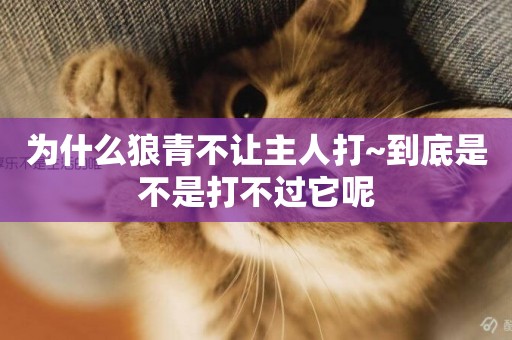 為什么狼青不讓主人打~到底是不是打不過它呢