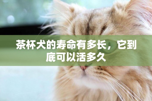 茶杯犬的壽命有多長，它到底可以活多久
