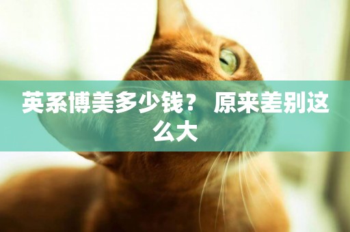 英系博美多少錢？ 原來差別這么大