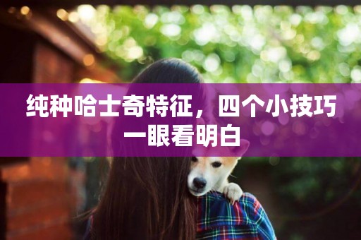 純種哈士奇特征，四個小技巧一眼看明白