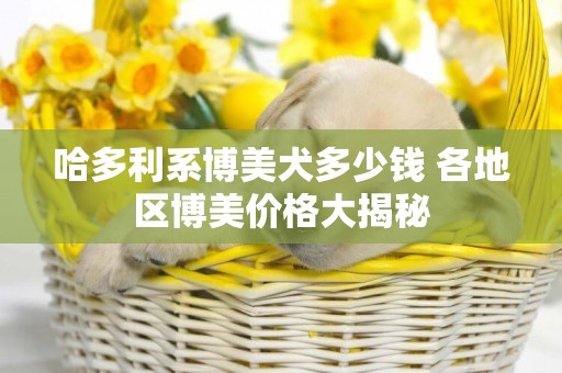 哈多利系博美犬多少錢 各地區博美價格大揭秘