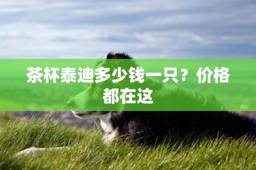 茶杯泰迪多少錢一只？價格都在這