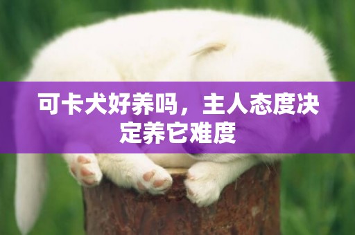 可卡犬好養嗎，主人態度決定養它難度