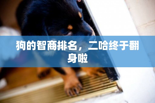 狗的智商排名，二哈終于翻身啦