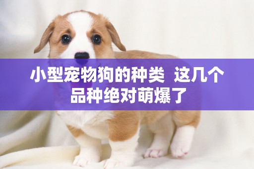 小型寵物狗的種類  這幾個品種絕對萌爆了