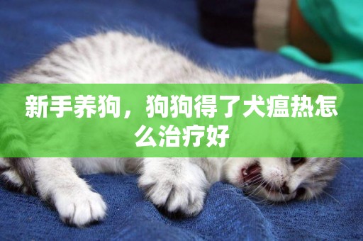 新手養狗，狗狗得了犬瘟熱怎么治療好