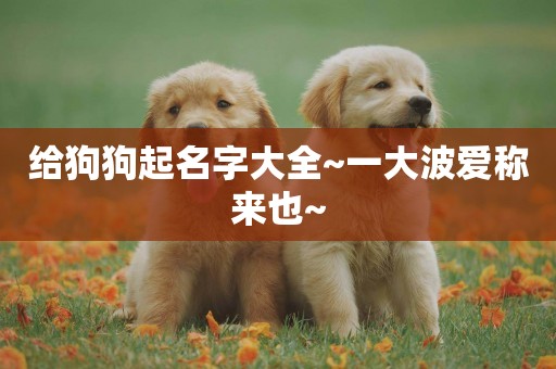 給狗狗起名字大全~一大波愛稱來也~