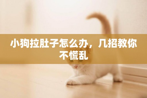 小狗拉肚子怎么辦，幾招教你不慌亂