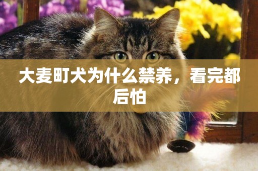 大麥町犬為什么禁養，看完都后怕