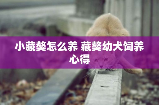 小藏獒怎么養 藏獒幼犬飼養心得