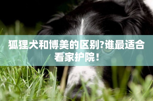 狐貍犬和博美的區別?誰最適合看家護院！