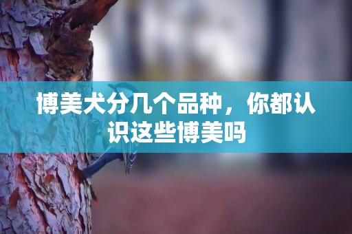 博美犬分幾個品種，你都認識這些博美嗎