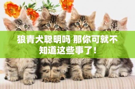 狼青犬聰明嗎 那你可就不知道這些事了！