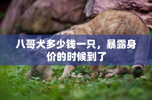 八哥犬多少錢一只，暴露身價的時候到了