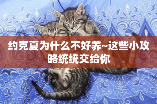 約克夏為什么不好養~這些小攻略統統交給你
